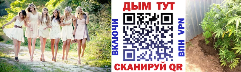 Канабис OG Kush Багратионовск